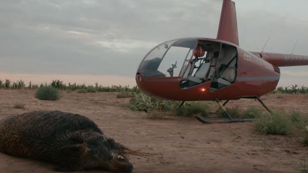 Le sanglier est devenu la première espèce invasive aux États-Unis, avec 6 à 9 millions d’individus. © Vice News